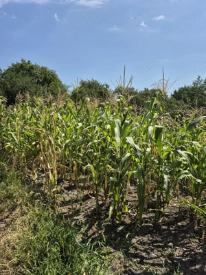 Casă cu teren 1400 mp   Bordenii Mari   Preț avantajos! - imagine 2 Casă cu teren 1400 mp   Bordenii Mari   Preț avantajos! - imagine 2