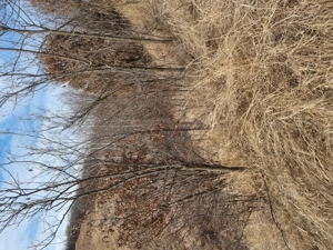 Vând teren în comuna.Vintila Vodă. Sat Câmpulungeanca de jos!  - imagine 2