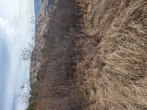 Vând teren în comuna.Vintila Vodă. Sat Câmpulungeanca de jos!  - imagine 3