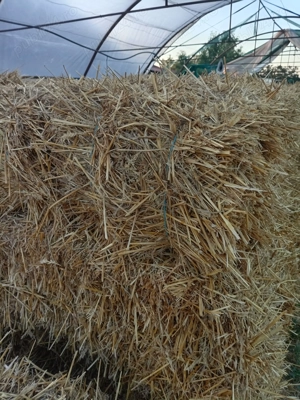 De vânzare baloti de paie