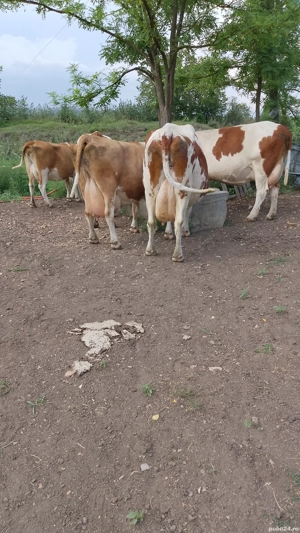 vaci de vanzare  - imagine 5