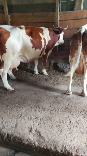 vaci de vanzare  - imagine 3