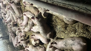 Porci și purcei  - imagine 2 Porci și purcei  - imagine 2