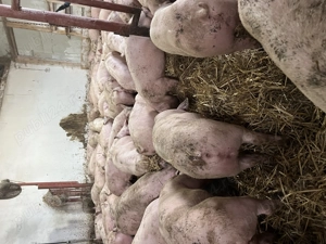 Porci și purcei  - imagine 3 Porci și purcei  - imagine 3