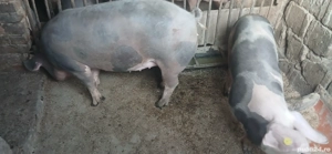 Vînd porci - imagine 2