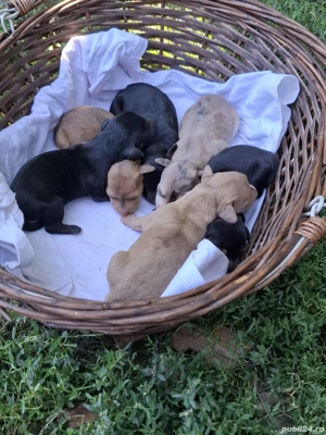 Teckel dachshund arlechin  - imagine 4