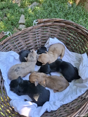 Teckel dachshund arlechin  - imagine 2