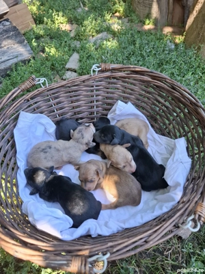 Teckel dachshund arlechin  - imagine 3