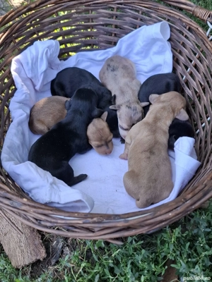 Teckel dachshund arlechin 