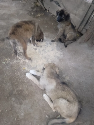 Căței caucazian  - imagine 3