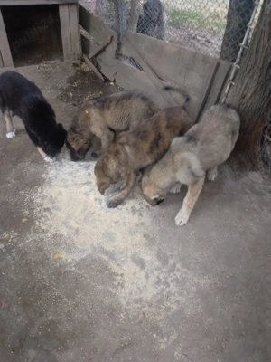 Căței caucazian  - imagine 4