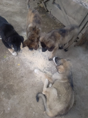 Căței caucazian  - imagine 2