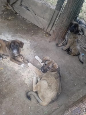 Căței caucazian  - imagine 5