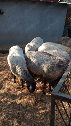 Oi de vanzare   jud teleorman - imagine 3