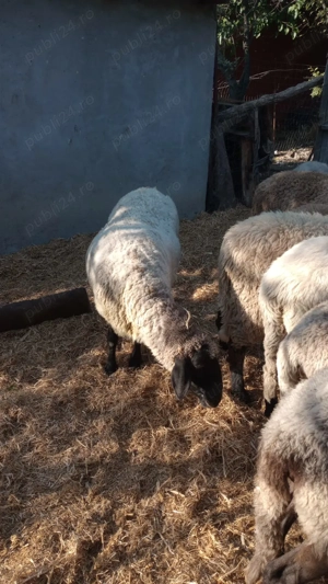 Oi de vanzare   jud teleorman - imagine 2