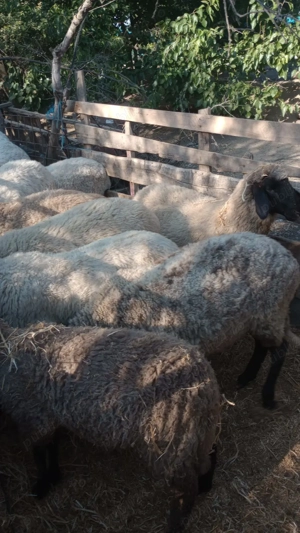 Oi de vanzare   jud teleorman - imagine 4