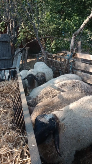 Oi de vanzare   jud teleorman - imagine 5