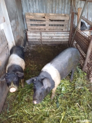 Vand 5 purcei si 2 scrofite !! 