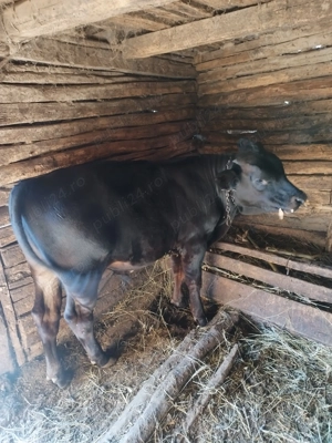 Vând vițel de 6 luni  - imagine 3