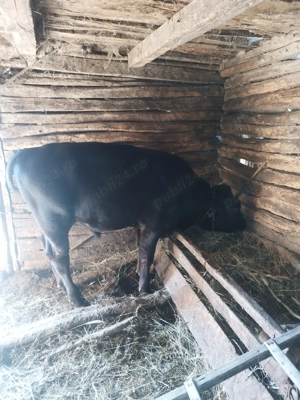 Vând vițel de 6 luni  - imagine 4