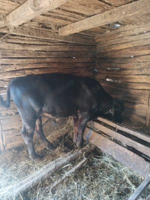 Vând vițel de 6 luni  - imagine 2