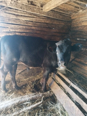 Vând vițel de 6 luni  - imagine 5