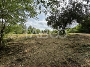 Teren intravilan 8000 mp cu anexa gospodareasca in Vistisoara - imagine 4