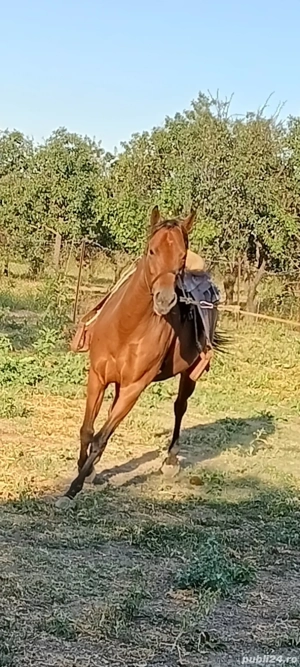 Vand iapa pur sange englez - imagine 2