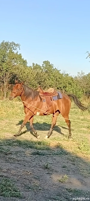 Vand iapa pur sange englez - imagine 3