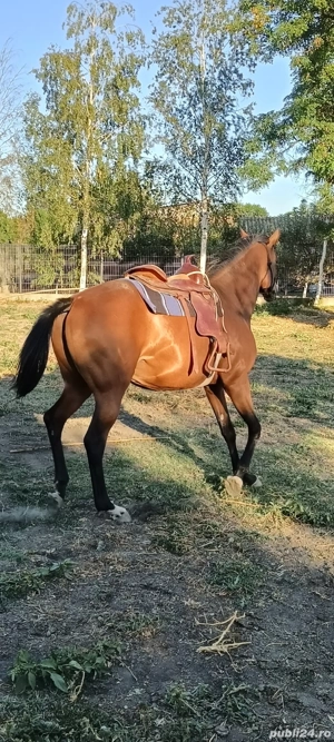 Vand iapa pur sange englez - imagine 4