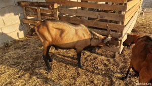 Tapi Alpin Francez cu origine - imagine 4