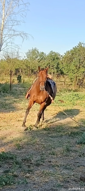 Vand iapa pur sange englez - imagine 5