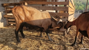 Tapi Alpin Francez cu origine - imagine 2