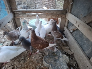 Pui porumbei voiajori