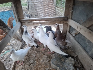 Pui porumbei voiajori - imagine 2