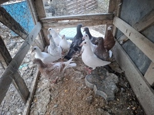 Pui porumbei voiajori - imagine 3