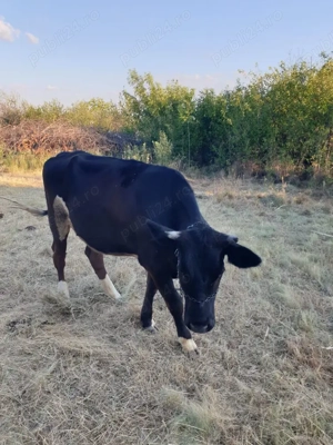 Vând vițea gestantă!