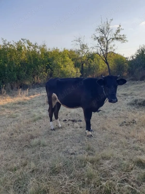 Vând vițea gestantă! - imagine 2