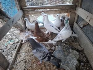 Pui porumbei voiajori - imagine 5