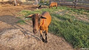 Vand capre Alpin Francez cu origine - imagine 5