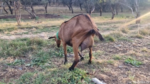 Vand capre Alpin Francez cu origine - imagine 4