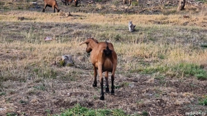Vand capre Alpin Francez cu origine - imagine 3