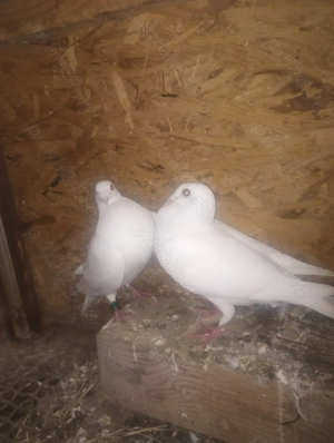 Porumbei voiajori colorați tineret - imagine 4