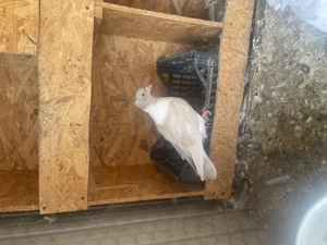 Vând porumbei strasser  - imagine 2 Vând porumbei strasser  - imagine 2