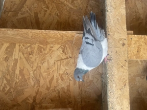 Vând porumbei strasser 