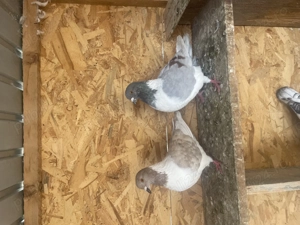 Vând porumbei strasser  - imagine 4 Vând porumbei strasser  - imagine 4