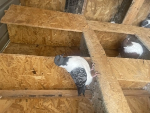 Vând porumbei strasser  - imagine 3 Vând porumbei strasser  - imagine 3