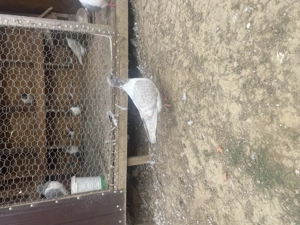 Vând porumbei strasser  - imagine 5 Vând porumbei strasser  - imagine 5