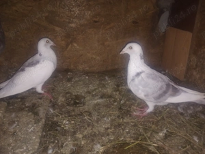 Porumbei voiajori tineret