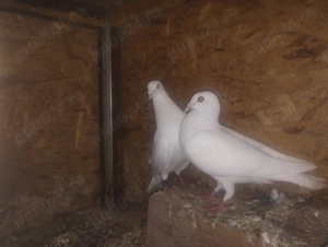 Porumbei voiajori tineret - imagine 2